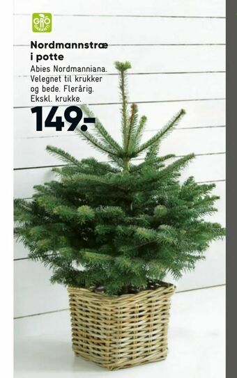Bilka Nordmannstræ i potte tilbud