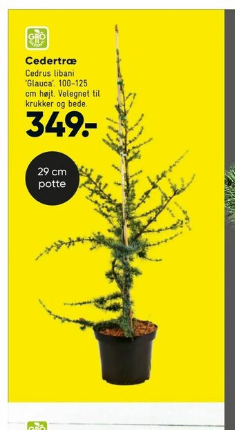 Bilka Cedertræ tilbud