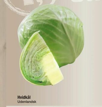 Hvidkål