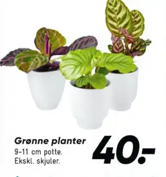 Bilka Planter tilbud