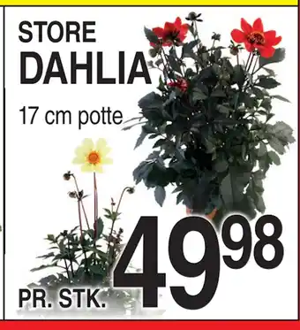 ABC Lavpris DAHLIA tilbud