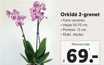 Lidl Orkide tilbud