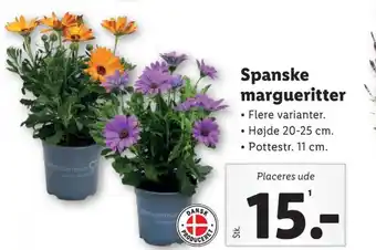 Spansk marguerit