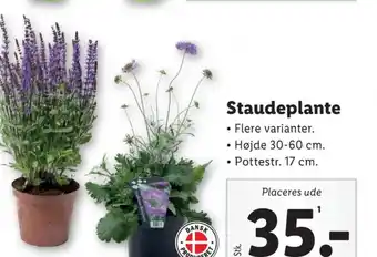 Lidl Planter tilbud
