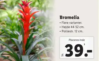 Lidl Planter tilbud