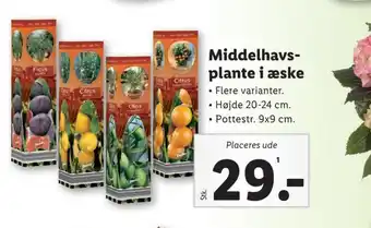 Lidl Planter tilbud
