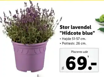 Lidl Stor lavendel "Hidcote blue" tilbud