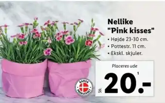 Lidl Nellike "Pink kisses" tilbud