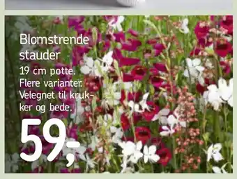 Føtex Blomstrende stauder tilbud