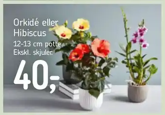 Føtex Orkidé eller Hibiscus tilbud