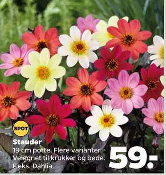 Netto Stauder tilbud