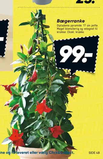 Bilka Bægerranke tilbud