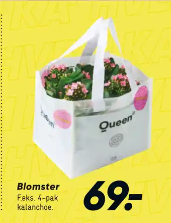 Bilka Blomster tilbud