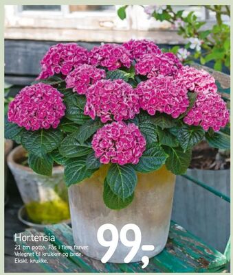 Føtex Hortensia tilbud