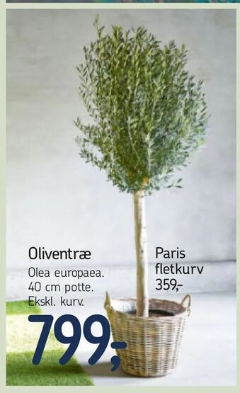 Føtex Oliventræ tilbud