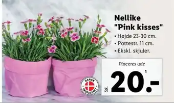 Lidl Nellike "Pink kisses" tilbud