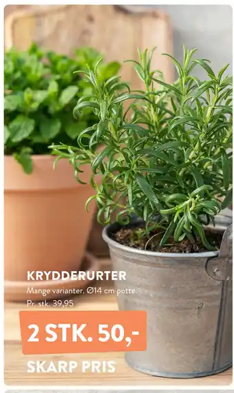 Plantorama KRYDDERURTER tilbud
