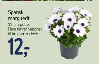 Føtex Spansk marguerit tilbud