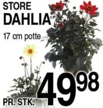 STORE DAHLIA