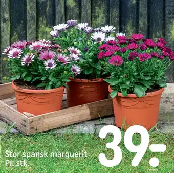 Stor spansk marguerit
