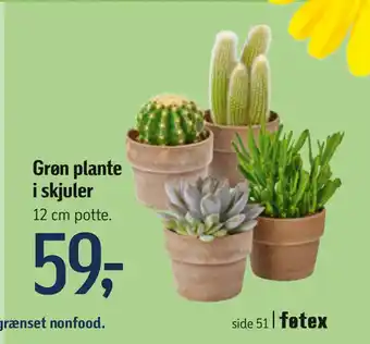 Føtex Grøn plante i skjuler tilbud