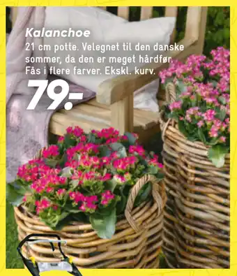 Bilka Kalanchoe tilbud