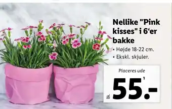 Lidl Nellike "Pink kisses" i 6'er bakke tilbud
