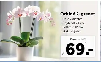 Lidl Orkidé 2-grenet tilbud