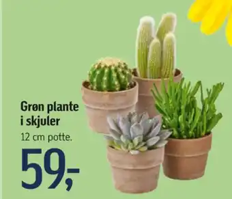 Føtex Planter tilbud