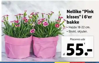 Lidl Nellike Pink kisses i 6‘er bakke tilbud