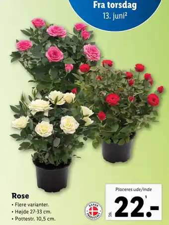 Lidl Rose tilbud