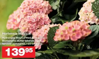 Bauhaus Hortensia Magical tilbud