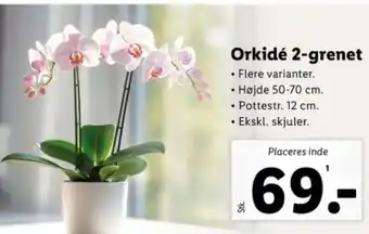 Lidl Orkidé 2-grenet tilbud