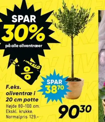 Bilka Oliventræ tilbud