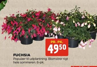 jem & fix Fuchsia tilbud