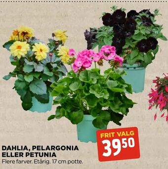 jem & fix Dahlia, pelargonia eller petunia tilbud