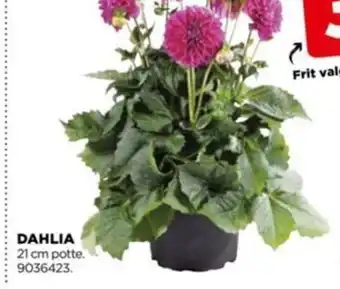 jem & fix DAHLIA tilbud