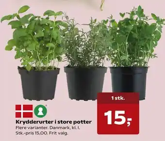 Kvickly Krydderurter i store potter tilbud