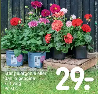 REMA 1000 Dahlia Geogine tilbud