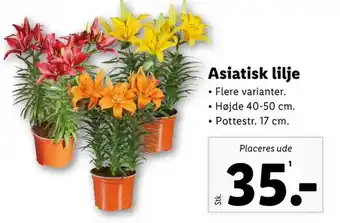 Lidl Lilje tilbud