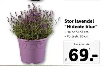 Lidl Stor lavendel Hidcote blue tilbud