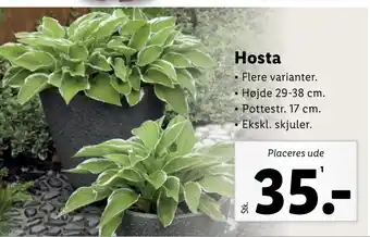 Lidl Hosta tilbud