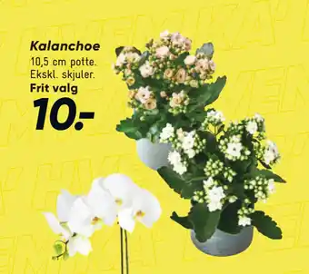 Bilka Kalanchoe tilbud