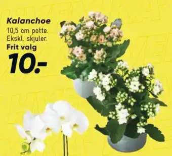 Bilka Kalanchoe tilbud
