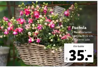 Fuchsia