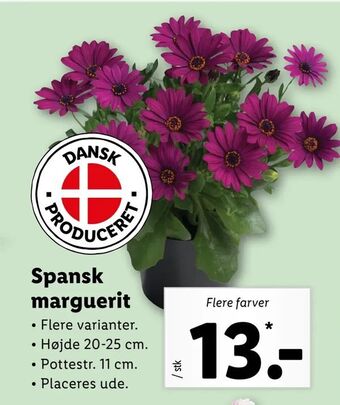 Spansk marguerit