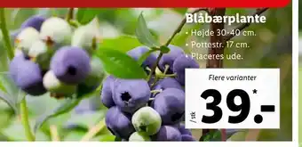 Blåbærplante