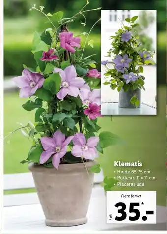 Klematis