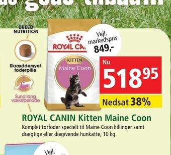 ROYAL CANIN Kitten Maine Coon