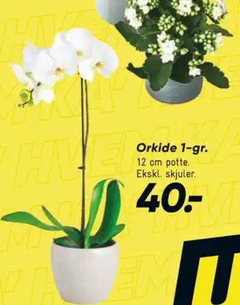 Bilka Orkide tilbud
